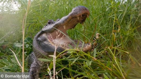 Alligatorr ddarna I Texas Viasat Nature M ndag 28 Sep 06 25